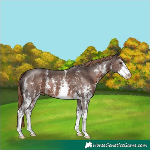 Horse Color:Liver Chestnut Sabino 