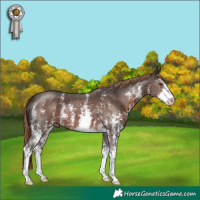 Horse Color:Liver Chestnut Sabino