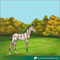 Horse Color:Plaid  White Spotted Bay Dun 