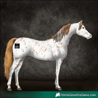 Horse Color:Chestnut Near Leopard 