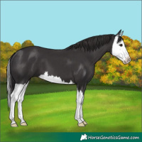 Horse Color:Smoky Black Splash 