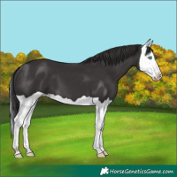 Horse Color:Smoky Black Splash