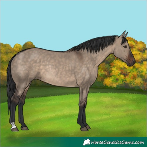 Horse Color:Brown Dun Rabicano 