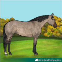 Horse Color:Brown Dun Rabicano 
