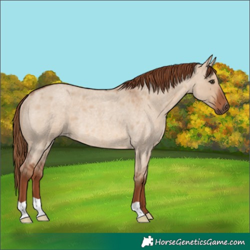 Horse Color:Red Dun Roan Rabicano