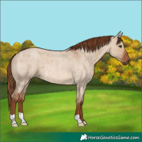 Horse Color:Red Dun Roan Rabicano