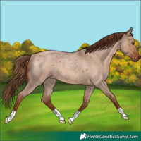 Horse Color:Red Dun Roan Rabicano 