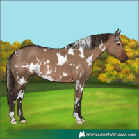 Horse Color:White Spotted Liver Red Dun 