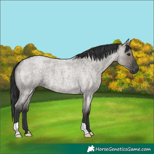 Horse Color:Grullo Roan 