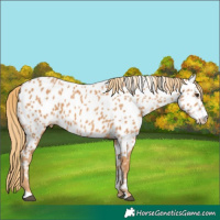 Horse Color:Chestnut Near Leopard 