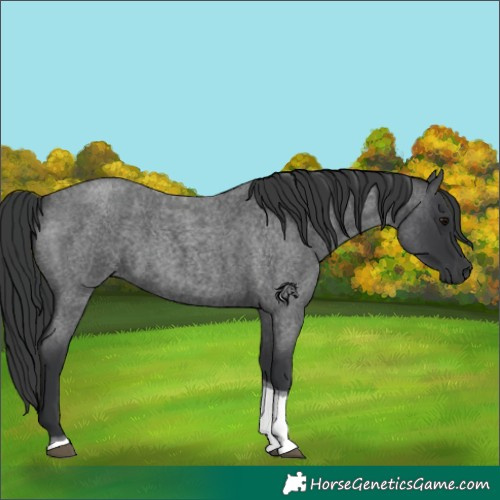 Horse Color:Blue Roan Tobiano 