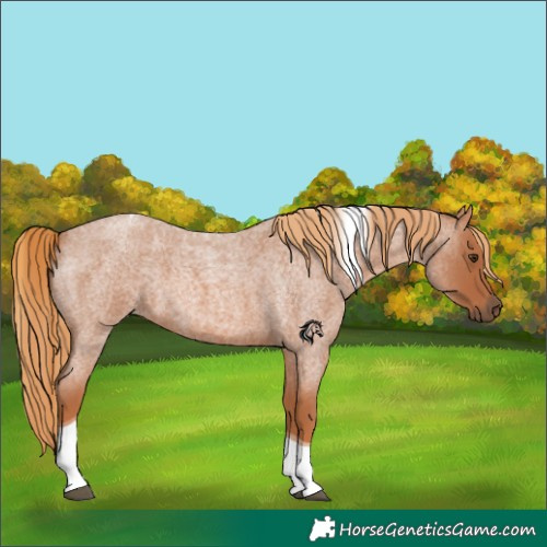 Horse Color:Red Roan Tobiano 
