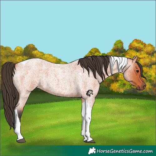 Horse Color:Bay Roan Tobiano 
