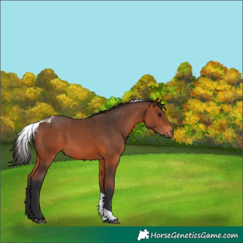 Horse Color:Bay Tobiano 