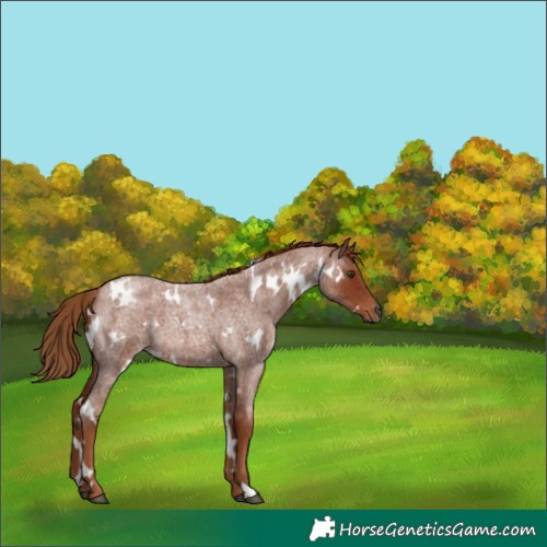 Horse Color:White Spotted Red Roan 