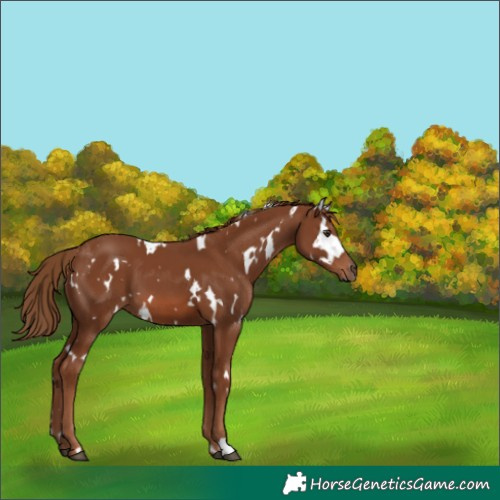 Horse Color:White Spotted Chestnut 