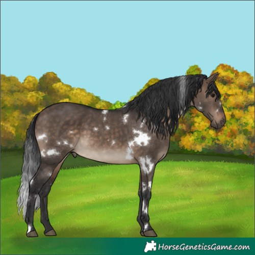 Horse Color:White Spotted Brown Dun 