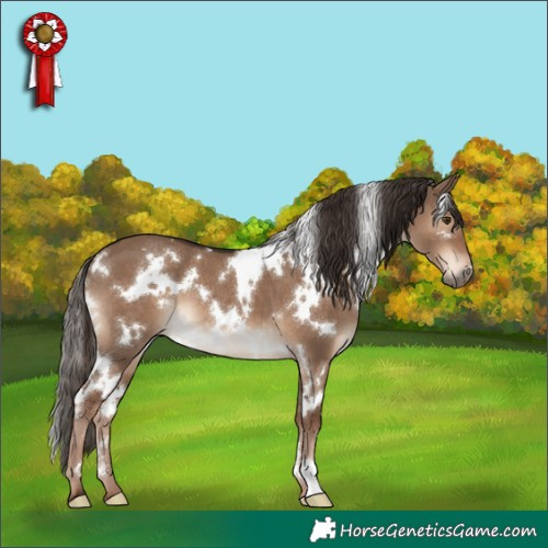 Horse Color:White Spotted Liver Red Dun 