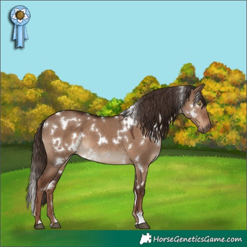 Horse Color:White Spotted Liver Red Dun 