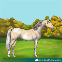 Horse Color:White Spotted Silver Amber Cream Champagne Dun 