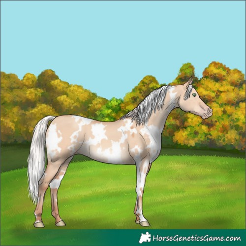 Horse Color:White Spotted Silver Amber Champagne Dun 