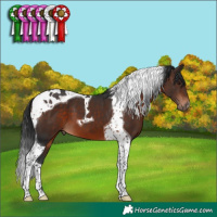 Horse Color:Brown Tobiano