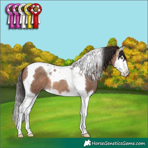 Horse Color:Sable Champagne Splash Tobiano 
