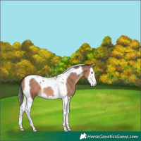 Horse Color:Sable Champagne Splash Tobiano 
