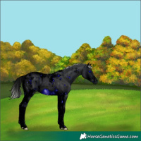Horse Color:ERROR: UNKNOWN ANOMALY