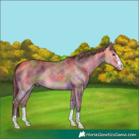 Horse Color:Nacre Chocolate Buckskin Dun 