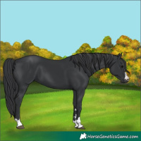Horse Color:Black 