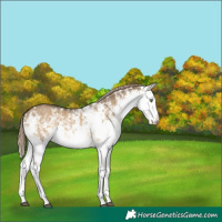 Horse Color:White Spotted Chocolate Palomino Dun Splash 