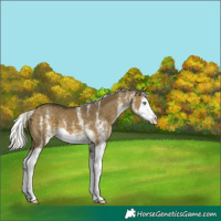Horse Color:White Spotted Silver Buckskin Dun Splash