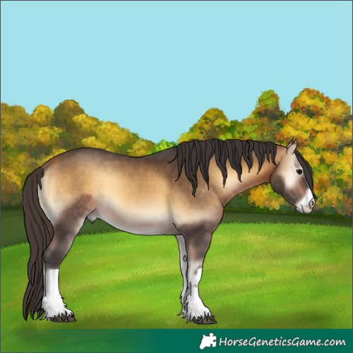 Horse Color:White Spotted Buckskin Onyx 