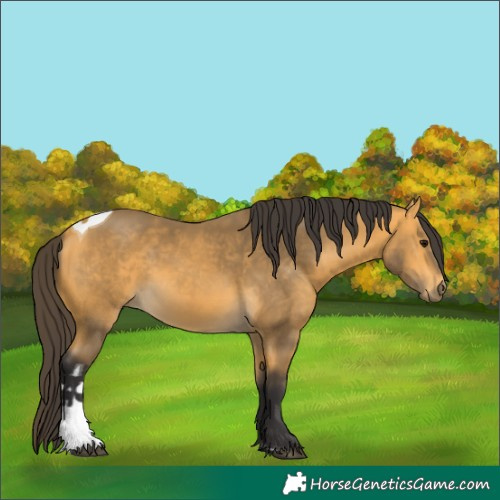 Horse Color:Unknown 