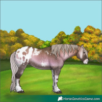 Horse Color:Silver Brown Onyx Tobiano Blanket 