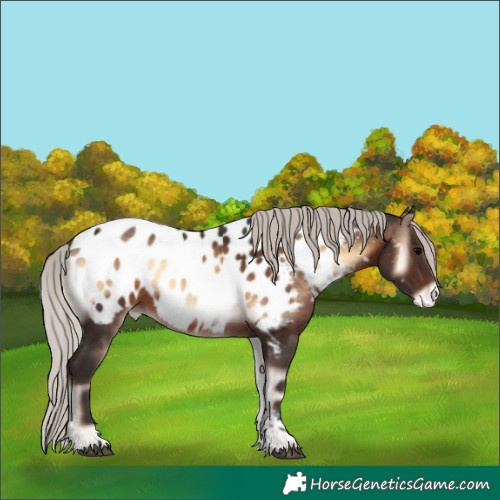 Horse Color:Silver Brown Onyx Tobiano Appaloosa 