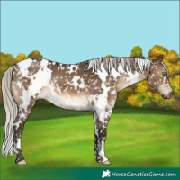 Horse Color:Gray White Spotted Silver Brown Dun Appaloosa