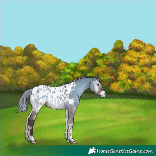 Horse Color:Silver Brown Onyx Tobiano Near Leopard 