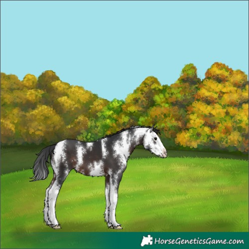 Horse Color:Brown Sabino Splash 