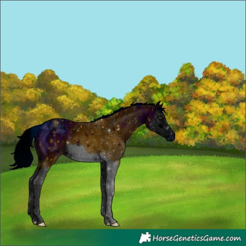 Horse Color:ERROR: UNKNOWN ANOMALY