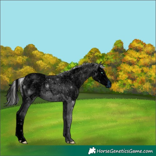 Horse Color:ERROR: UNKNOWN ANOMALY