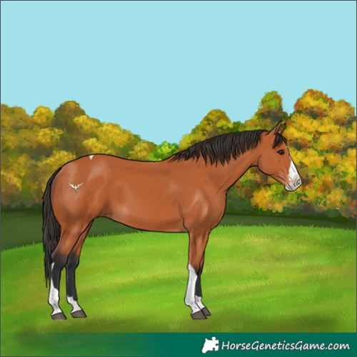 Horse Color:Bay Splash Tobiano
