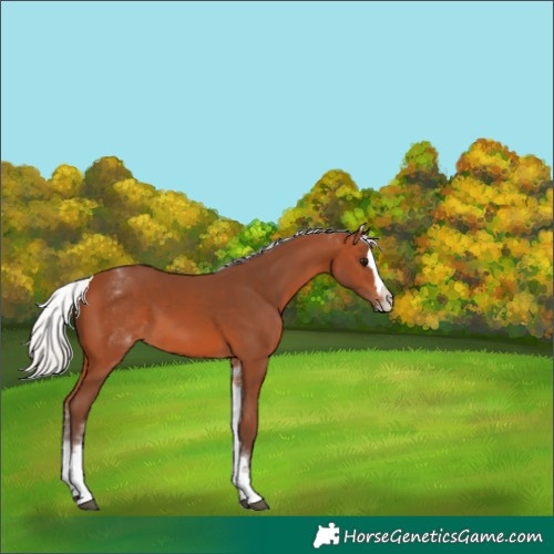 Horse Color:White Spotted Silver Bay Splash 