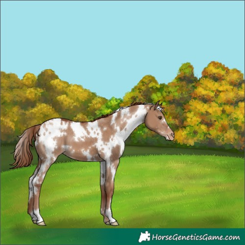 Horse Color:White Spotted Red Dun Appaloosa