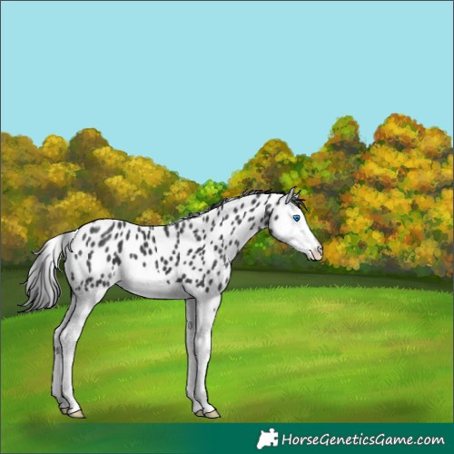 Horse Color:Black Splash Appaloosa