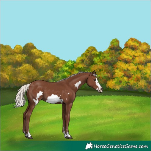 Horse Color:Silver Black Frame