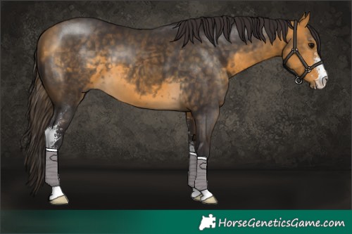 Horse Color:Buckskin Sabino 