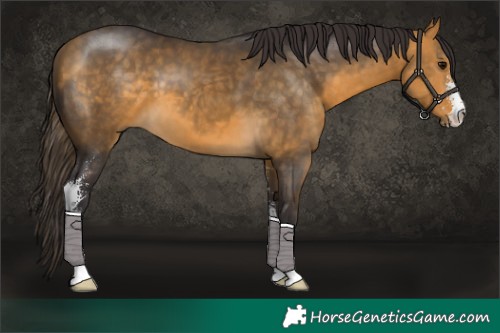 Horse Color:Buckskin Sabino 