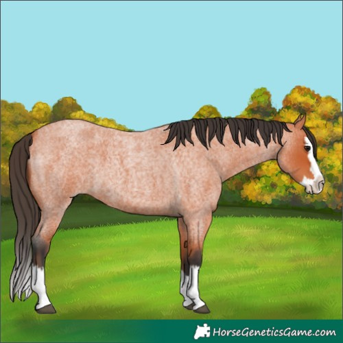 Horse Color:Bay Roan Splash 